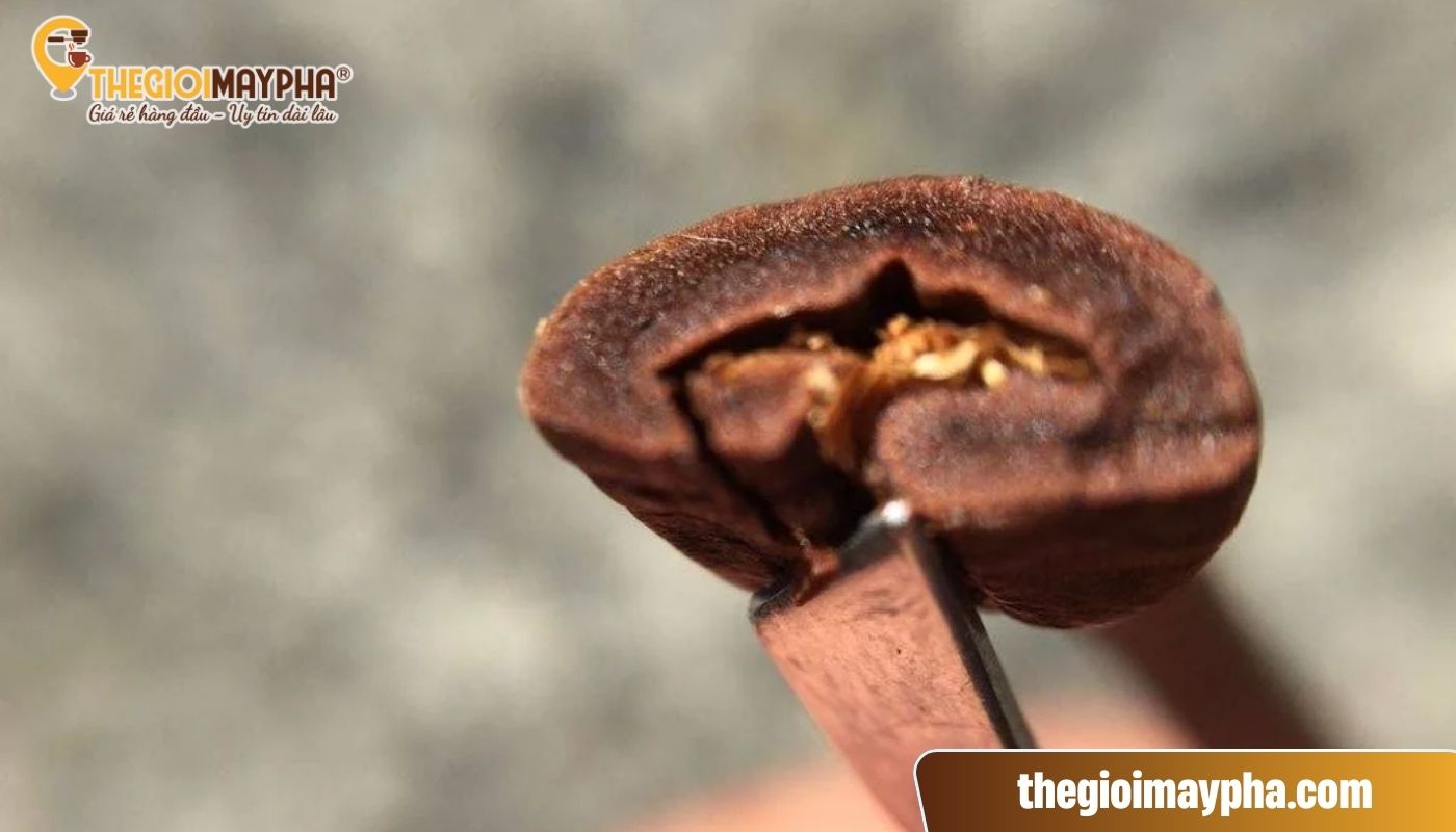Dessing cafe là gì? Đây là quá trình khử khí quan trọng giúp hương vị Espresso chuẩn