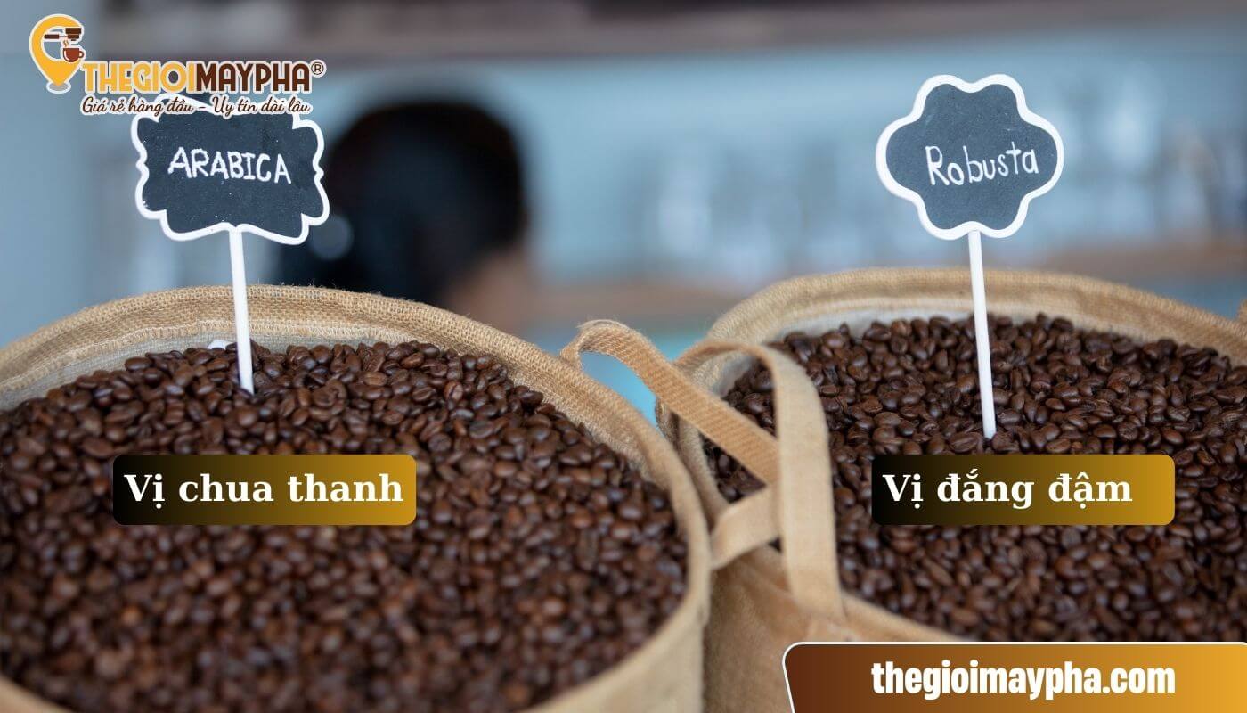 Cà phê vị chua do đặc tính hạt cafe