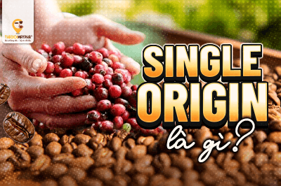 Single Origin là gì? Tìm hiểu đặc điểm và lý do ngày càng được yêu thích trong thế giới cà phê